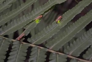 Bali: rijstterrassen, koffieproeverij en diner bij vuurvliegjes