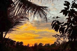 Bali: rijstterrassen, koffieproeverij en diner bij vuurvliegjes