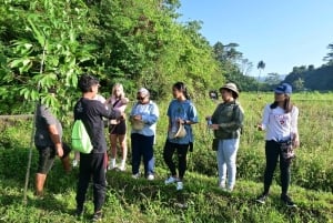 Bali Rice Terraces & Cultural Temples Tour