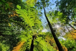Balis mystiske jungeltrekking og eventyr med skjulte fossefall