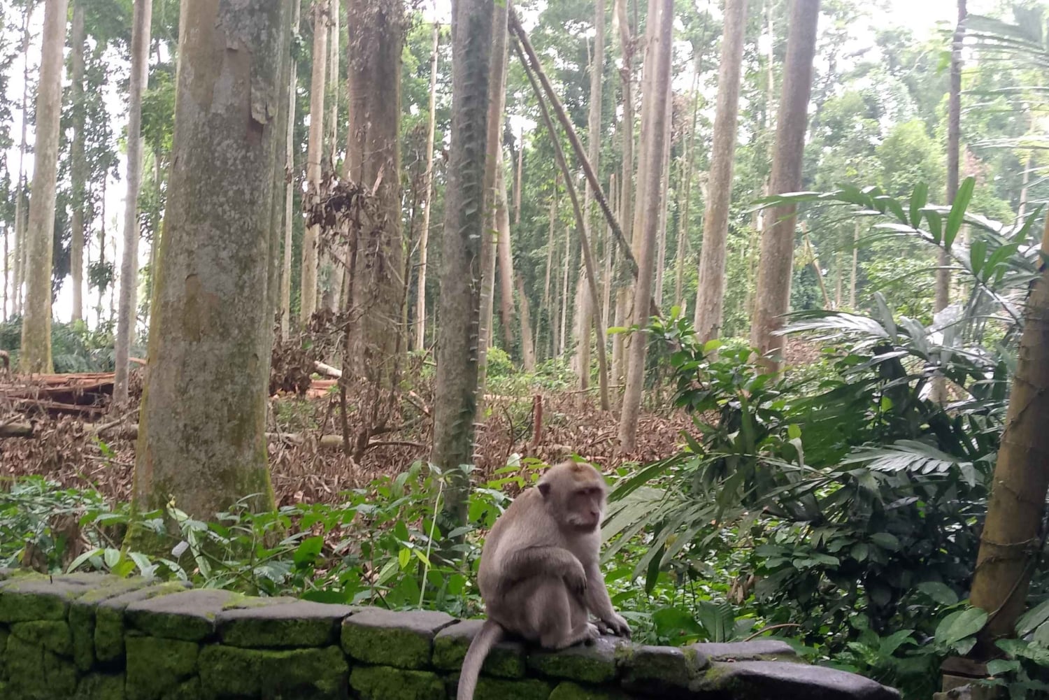 Bali: Sacred Monkey Forest, Rice Terraces & Ritual Tour