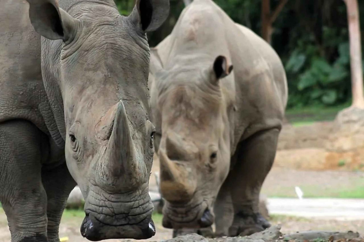 Bali: Safari Zoo and Ubud Palace and Market Day Tour