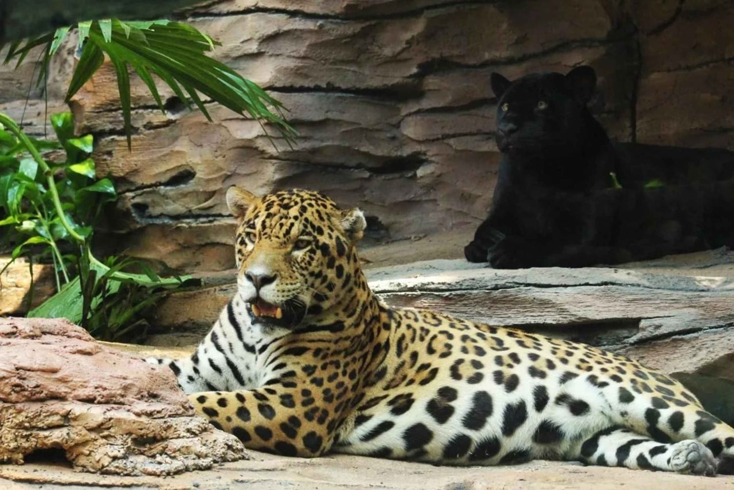 Bali: Safari Zoo and Ubud Palace and Market Day Tour