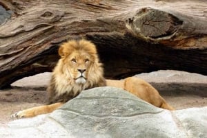 Bali: Safari Zoo and Ubud Palace and Market Day Tour