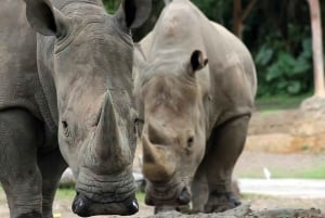 Bali: Safari Zoo and Ubud Palace and Market Day Tour