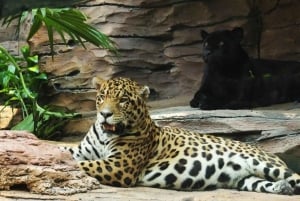 Bali: Safari Zoo and Ubud Palace and Market Day Tour