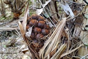 Bali: Samsara Living Museum, balilainen elämänkierto
