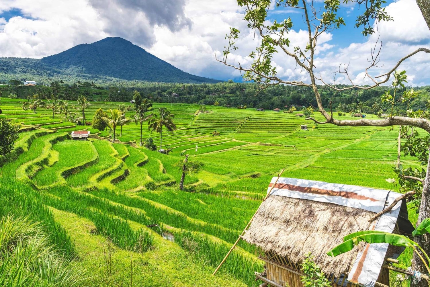 Bali: Sangeh, Taman Mumbul & Jatiluwih Private Day Tour