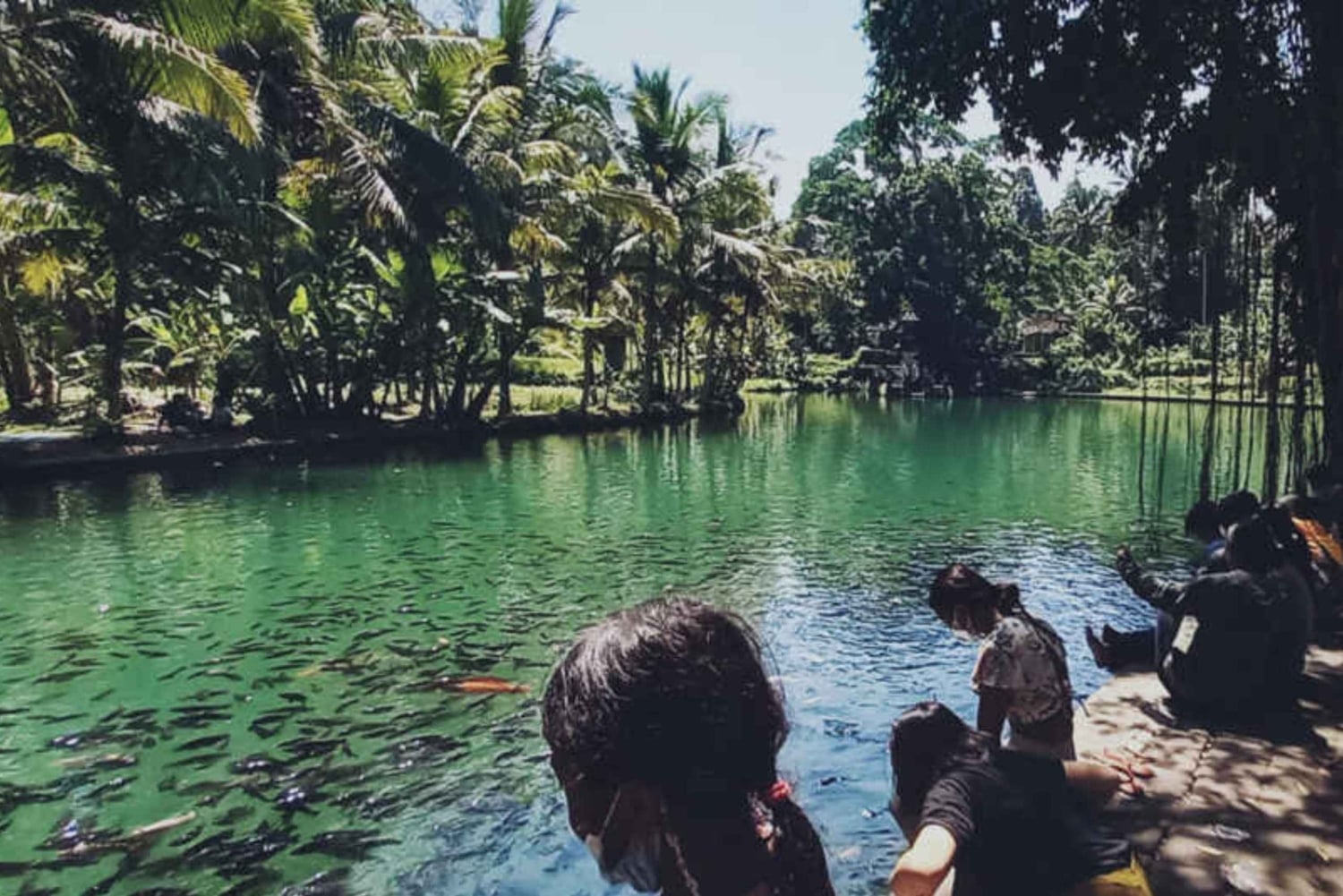 Bali: Sangeh, Taman Mumbul & Jatiluwih Private Day Tour