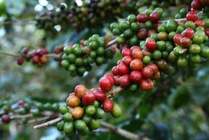 Bali: Privat dagstur till Sangeh, Taman Mumbul och Jatiluwih