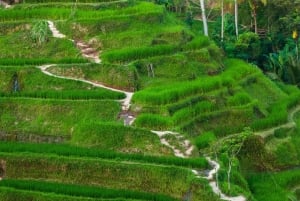 Bali: Sangeh, Taman Mumbul & Jatiluwih Private Day Tour