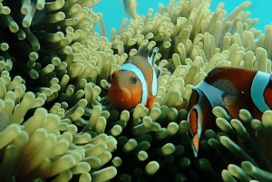 Bali: Sea Walker Under Water Experience