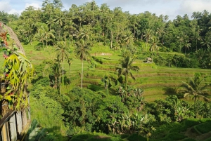 Бали: экскурсия к источнику святой воды Себату и рисовым террасам