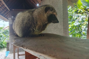 Бали: экскурсия к источнику святой воды Себату и рисовым террасам