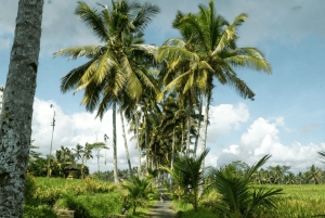 Bali: Serenity Sacred Tirta Empul, Rice Fields & Coffee