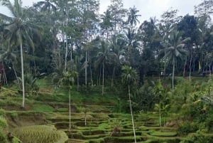 Bali: Shore Excursion for Cruises's passenger -All Inclusive