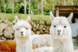 Bali: Shore Excursion from Benoa Port