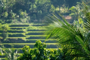 Bali: Shore Excursion from Benoa Port