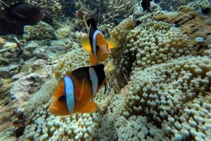 Bali: Snorkel en Blue Lagoon 2 Spot con almuerzo y transporte