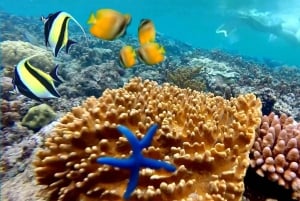 Bali:Snorkeling at Blue Lagoon With Lunch & Transfer