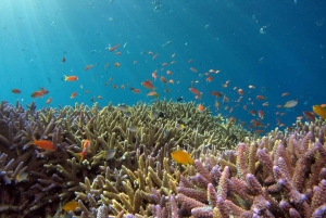 Bali: mergulho com snorkel na Lagoa Azul com almoço e traslado