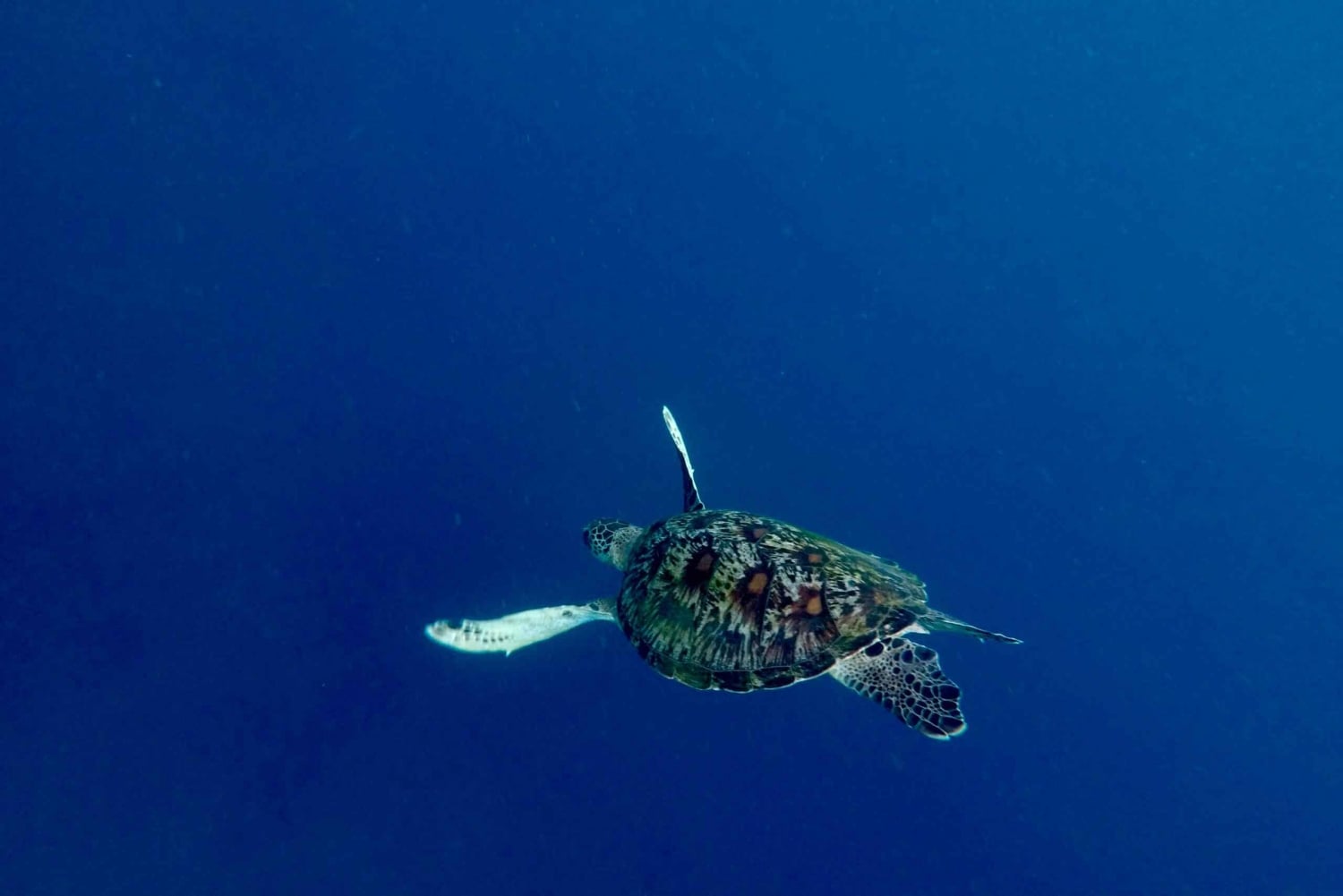 Bali: Schnorcheln in der Blauen Lagune 2 mit Mittagessen und Transport