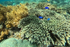 Bali: Schnorcheln in der Blauen Lagune 2 mit Mittagessen und Transport