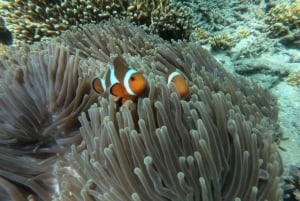 バリ島シュノーケリング : ブルー ラグーンとタンジュン ジェプン オールインクルーシブ