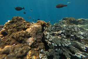 Bali: Snorkel en Blue Lagoon 2 Spot con almuerzo y transporte