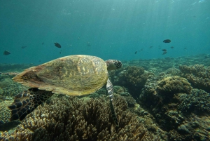 Bali: Snorkel en Blue Lagoon 2 Spot con almuerzo y transporte