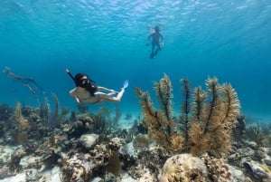 Bali: Snorkeling on 2 spots with Lunch and Transport