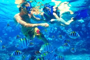 Bali: Snorkeling w 2 miejscach z lunchem i transportem