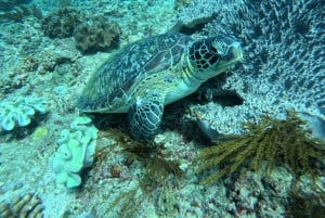 Seminyak: Surfingundervisning for begyndere på alle niveauer – 2 timers oplevelse