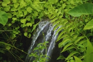 Bali Spiritual: Velsignelsesseremoni, uberørt natur, Overføring