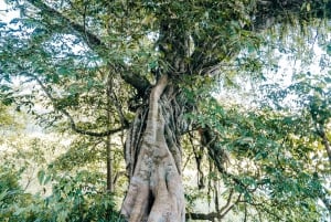 Bali: Sunrise Canoe & Hidden Temple Trek at Lake Tamblingan