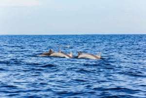 Bali: Sunrise Dolphin Snorkel, Waterfall & UNESCO Temple