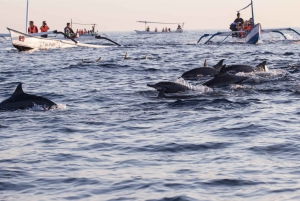 Bali: Sunrise Dolphin Snorkel, Waterfall & UNESCO Temple