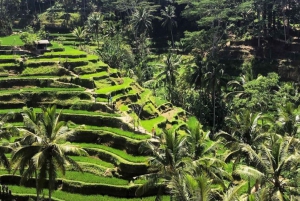 Bali Swing, Rice Terrace and Hidden Gem Waterfall Tour