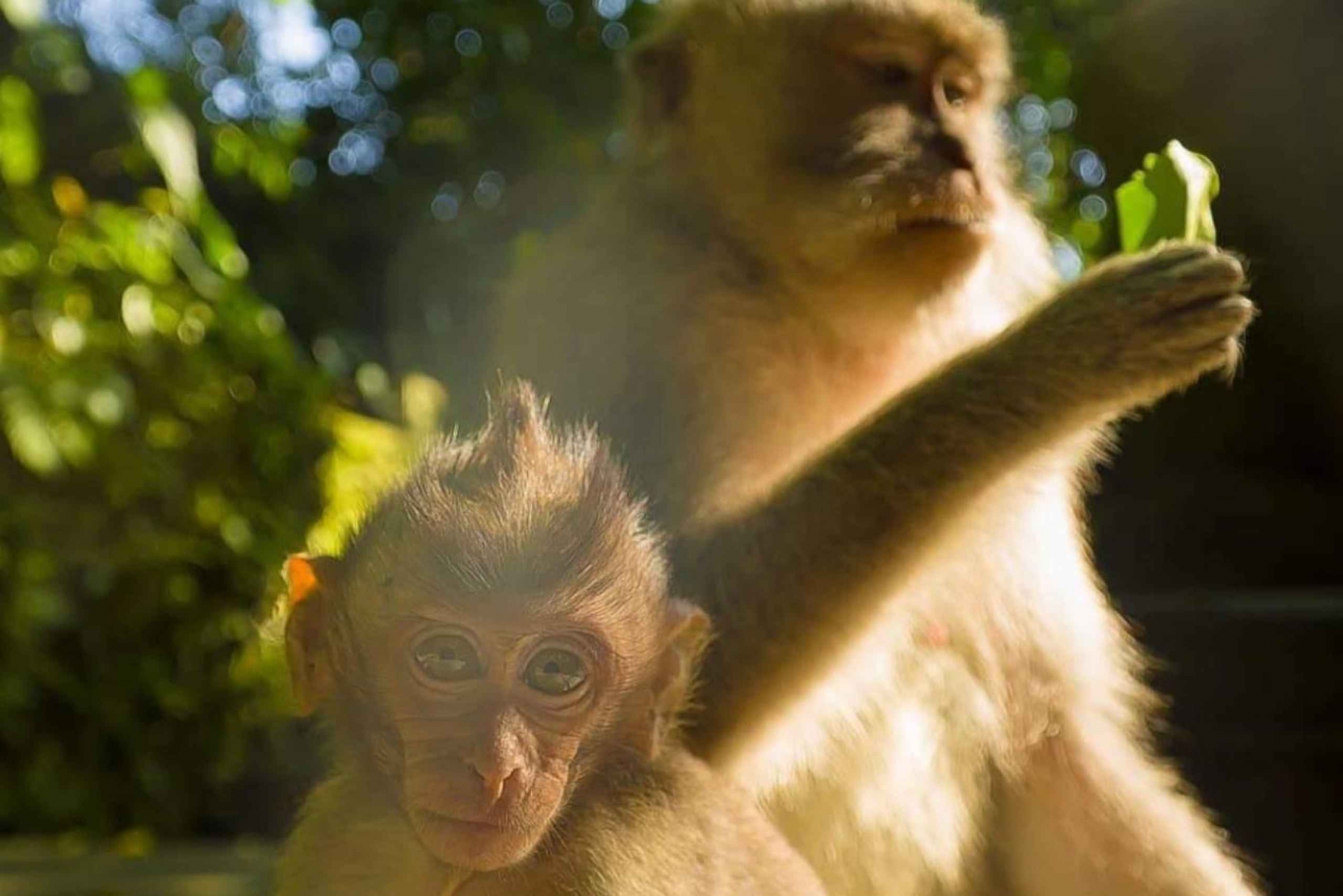 Ubud: Bali Swing, Monkey Forest, Waterfall Tour & Lunch