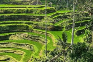 Ubud: Bali Swing, Monkey Forest, Waterfall Tour & Lunch