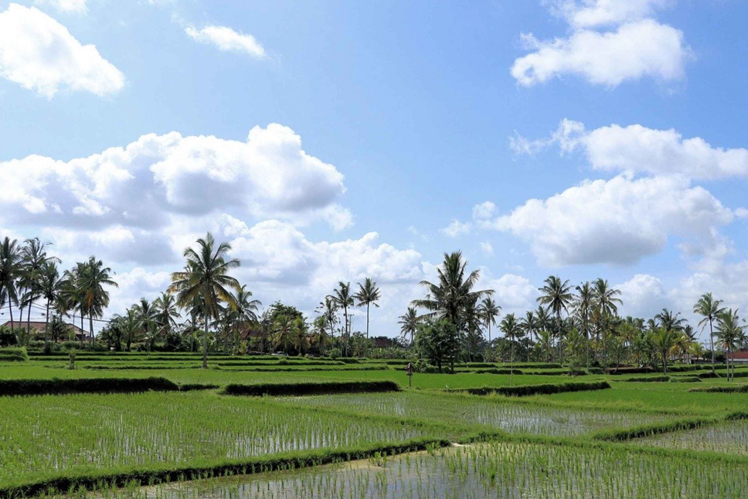 Bali : Taman ayun, Tanah Lot,Rice Terrace etc. /Private tour