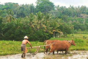 Bali: Taman Beji Griya vattenfall reningsritual