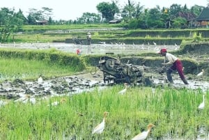 Bali: Taman Beji Griya vattenfall reningsritual