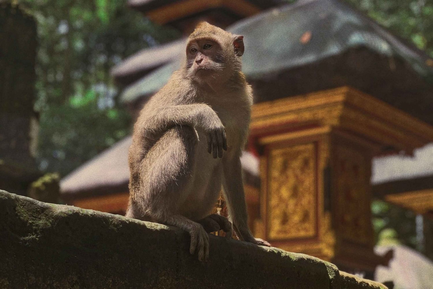 Bali: Tanah Lot, Monkey Forest og vandfald – heldagstur