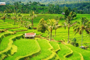 Bali: Tanah Lot, Terrazza del Riso, Ulun Danu e tempio di Taman Ayun