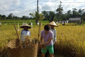 Bali: Tour en bicicleta por el pueblo de Taro con mágicas luciérnagas nocturnas
