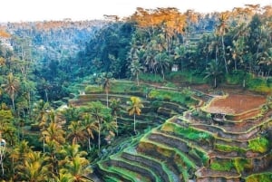 Bali: privat tur till tempel, vattenfall och risterrasser