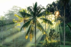 Bali: privat tur till tempel, vattenfall och risterrasser