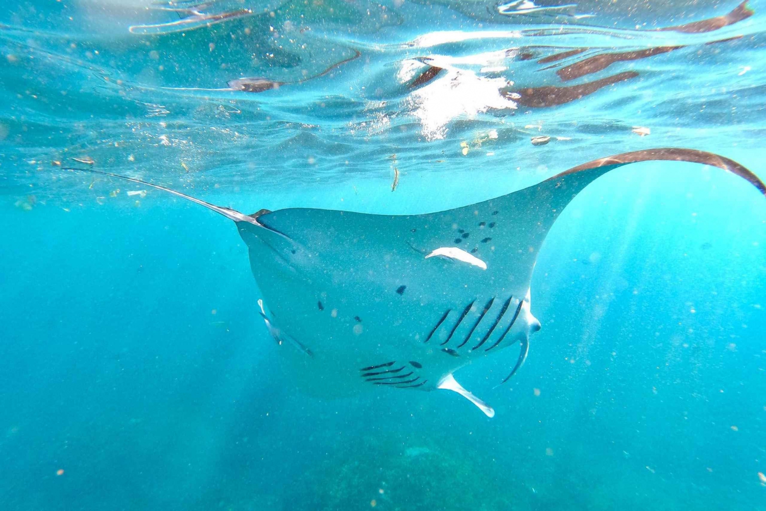 Bali: A mais incrível Nusa Penida com mergulho com snorkel Manta