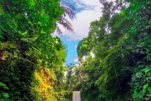 Bali: De 3 bedste vandfald. Tempel og risterrasse